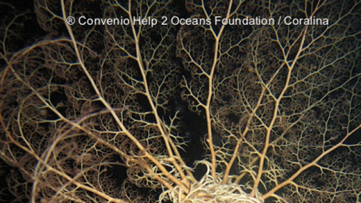 Basket star (29)